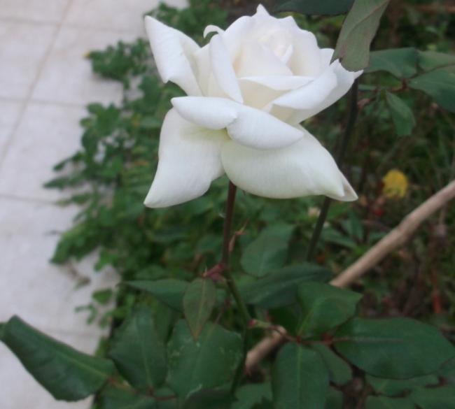 Name:  DSCF8276.jpg
Views: 394
Size:  31.6 KB