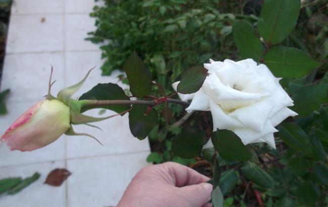 Name:  DSCF8303.jpg
Views: 411
Size:  28.9 KB