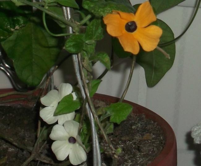 Name:  DSCF8294.jpg
Views: 392
Size:  38.5 KB