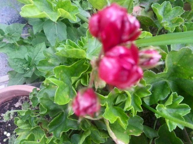 Name:  20397_10153473139758415_807604239179898368_n.jpg
Views: 285
Size:  55.6 KB