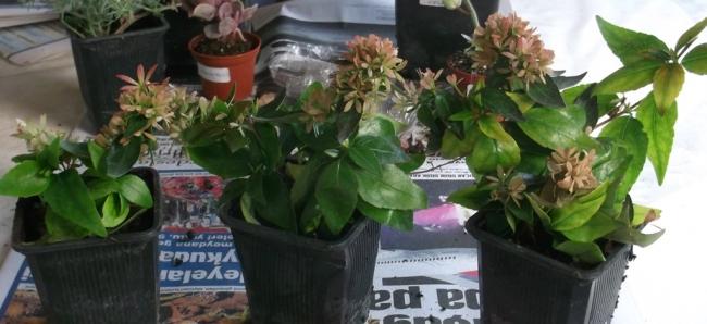 Name:  DSCF8322.jpg
Views: 519
Size:  34.9 KB