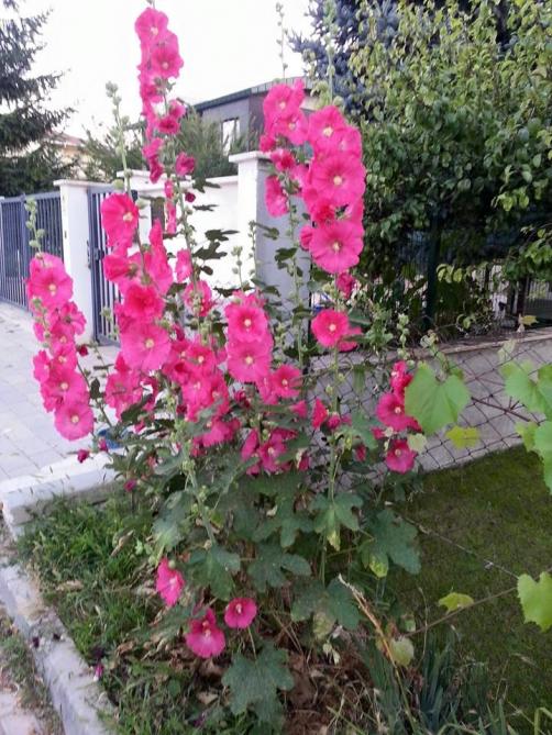 Name:  1003347_10153515323943415_7303910315606507702_n.jpg
Views: 535
Size:  78.3 KB