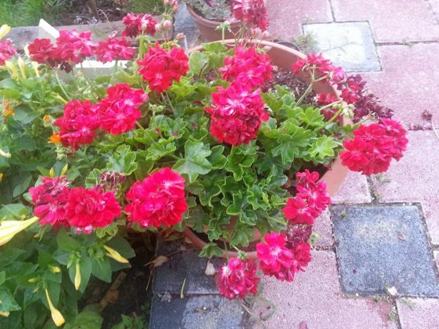 Name:  11221458_10153564787968415_3556373110450763923_n.jpg
Views: 429
Size:  70.1 KB