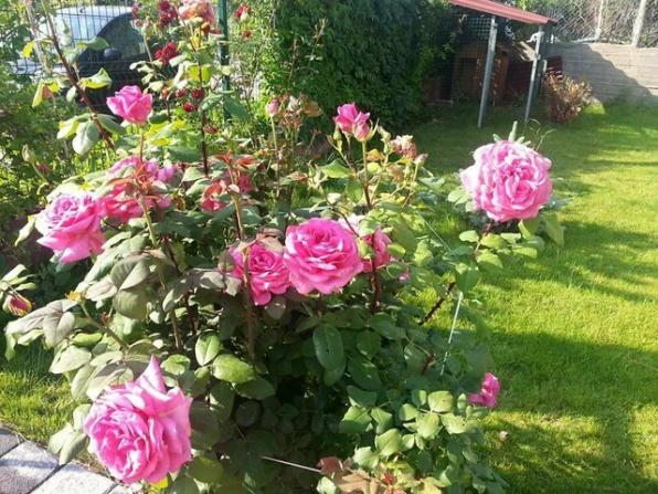Name:  11249762_10153395133423415_2862140763649267875_n-640x640-640x640.jpg
Views: 329
Size:  71.8 KB