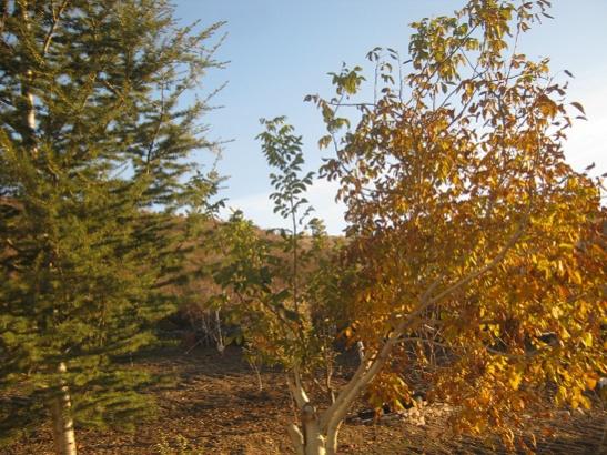 Name:  sonbahar1.jpg
Views: 923
Size:  59.1 KB