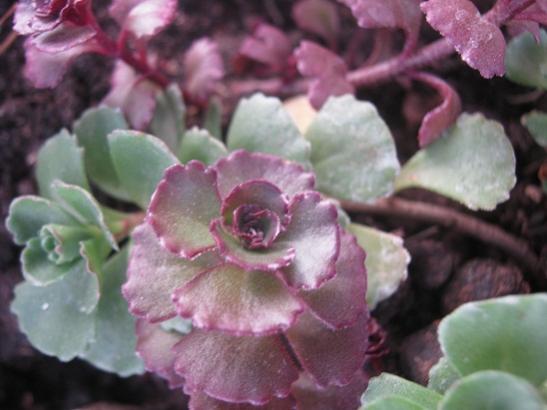 Name:  sedum.jpg
Views: 1060
Size:  31.3 KB
