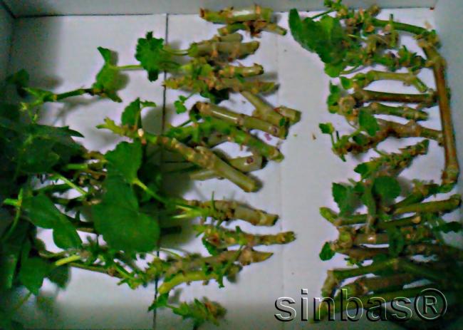 Name:  sardunya elii.jpg
Views: 792
Size:  49.6 KB