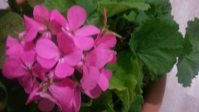 Name:  12347868_10153794298943415_8647166097880644467_n.jpg
Views: 407
Size:  27.7 KB