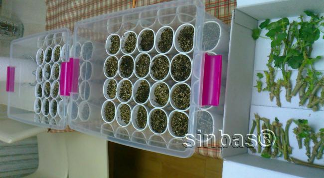 Name:  sardunya hazrlk3.jpg
Views: 532
Size:  43.3 KB