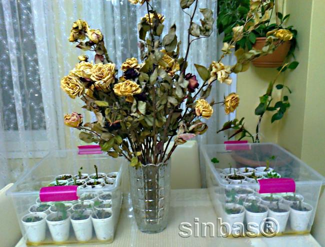 Name:  sardunya hazrlk7.jpg
Views: 495
Size:  64.6 KB