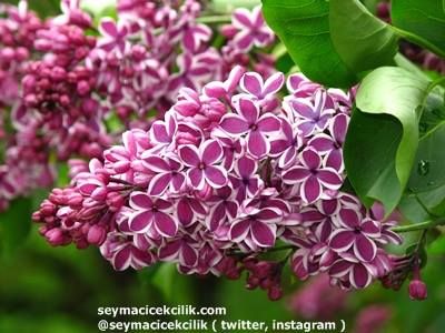Name:  pr_01_361_max.jpg
Views: 380
Size:  32.6 KB