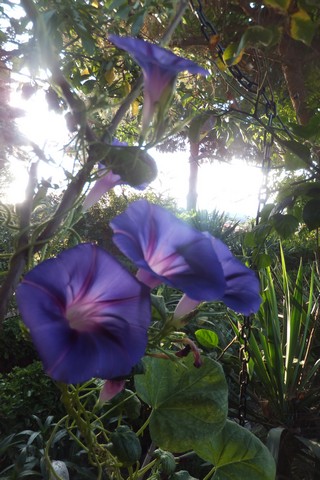 Name:  DSCF3698.jpg
Views: 337
Size:  67.7 KB