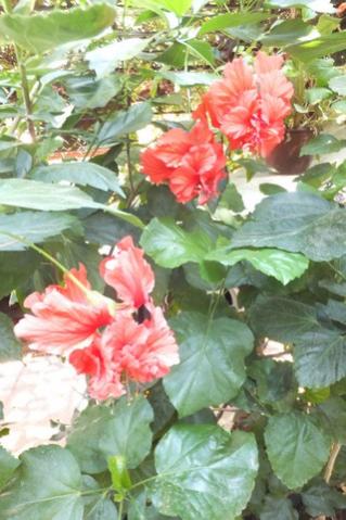 Name:  DSCF3704.jpg
Views: 348
Size:  32.9 KB