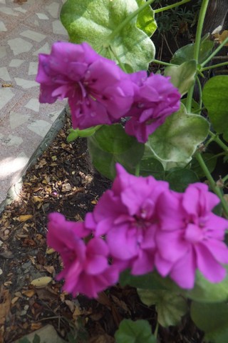 Name:  DSCF3762.jpg
Views: 574
Size:  54.8 KB