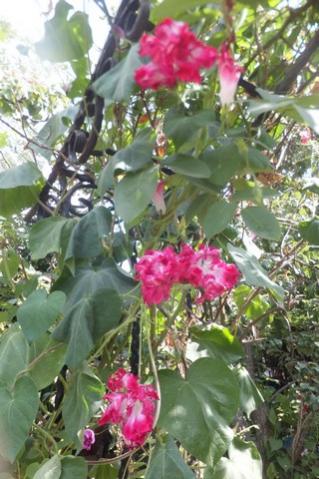 Name:  DSCF3756.jpg
Views: 377
Size:  36.5 KB