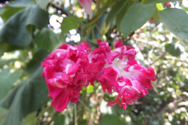 Name:  DSCF3758.jpg
Views: 337
Size:  69.7 KB