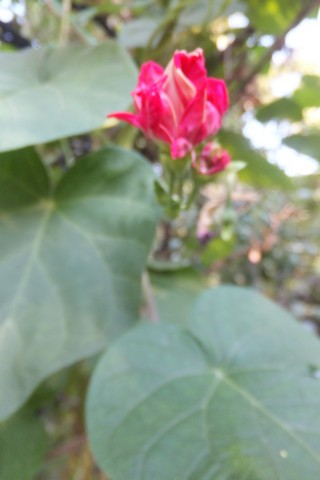 Name:  DSCF3711.jpg
Views: 342
Size:  36.7 KB