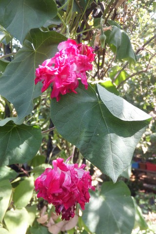 Name:  DSCF3740.jpg
Views: 349
Size:  69.3 KB