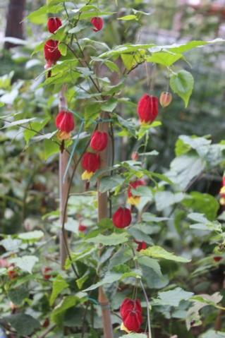 Name:  IMG_3512.jpg
Views: 351
Size:  30.6 KB
