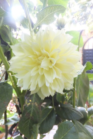 Name:  DSCF3715.jpg
Views: 337
Size:  48.1 KB