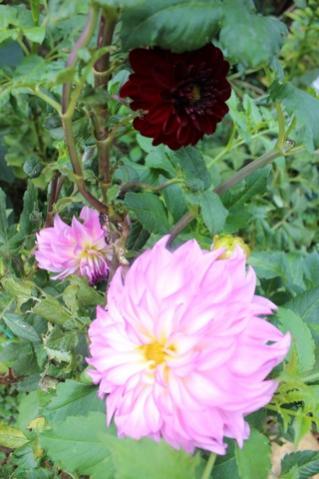Name:  IMG_3503.jpg
Views: 344
Size:  29.0 KB