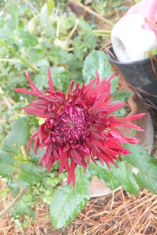 Name:  DSCF4073.jpg
Views: 329
Size:  59.3 KB