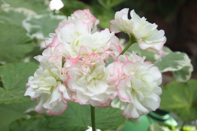 Name:  DSCF3815.jpg
Views: 294
Size:  60.5 KB