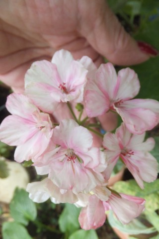 Name:  DSCF3816.jpg
Views: 304
Size:  41.3 KB