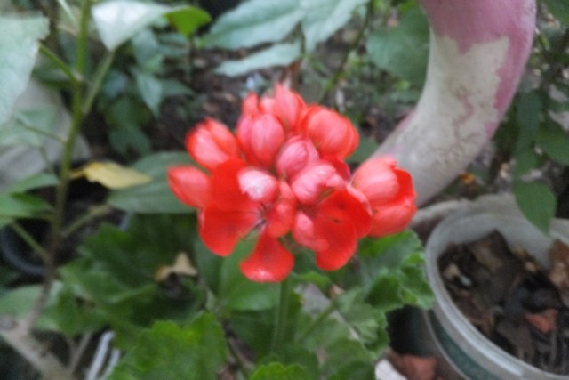 Name:  DSCF3865.jpg
Views: 294
Size:  63.2 KB