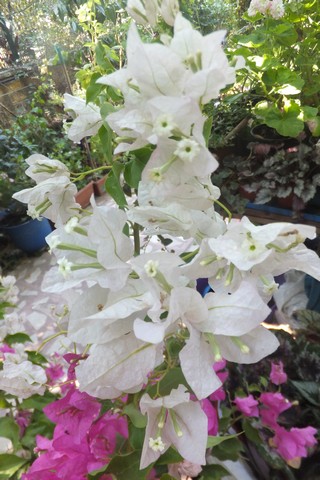 Name:  DSCF3820.jpg
Views: 301
Size:  66.2 KB