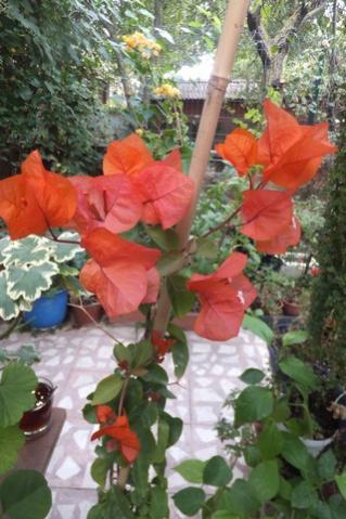 Name:  DSCF3811.jpg
Views: 308
Size:  33.7 KB