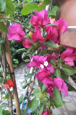 Name:  DSCF3853.jpg
Views: 309
Size:  63.6 KB