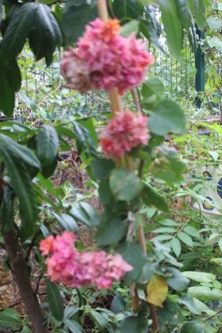 Name:  IMG_3531.jpg
Views: 290
Size:  34.4 KB