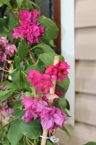 Name:  IMG_3532.jpg
Views: 284
Size:  57.2 KB