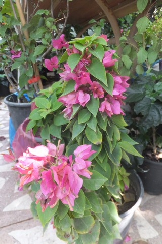 Name:  DSCF4025.jpg
Views: 295
Size:  67.9 KB