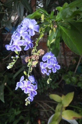 Name:  DSCF3918.jpg
Views: 249
Size:  57.2 KB