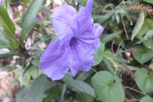 Name:  DSCF3836.jpg
Views: 231
Size:  68.6 KB