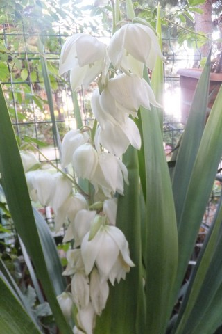 Name:  DSCF3842.jpg
Views: 448
Size:  53.4 KB