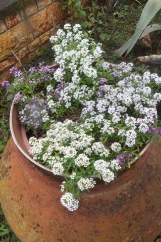 Name:  DSCF4077.jpg
Views: 451
Size:  39.0 KB