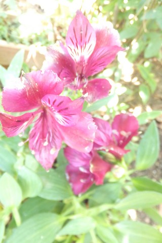 Name:  DSCF3894.jpg
Views: 404
Size:  47.1 KB