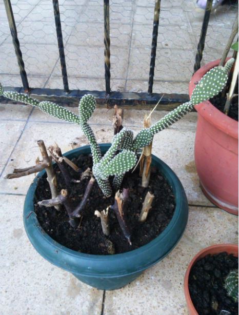 Name:  do.JPG
Views: 353
Size:  66.6 KB