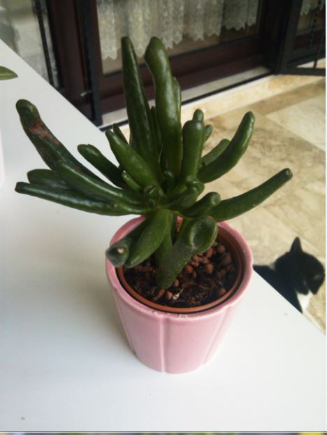 Name:  su.JPG
Views: 377
Size:  40.2 KB