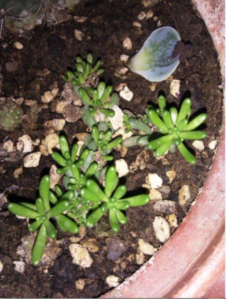 Name:  su2.jpg
Views: 347
Size:  60.8 KB