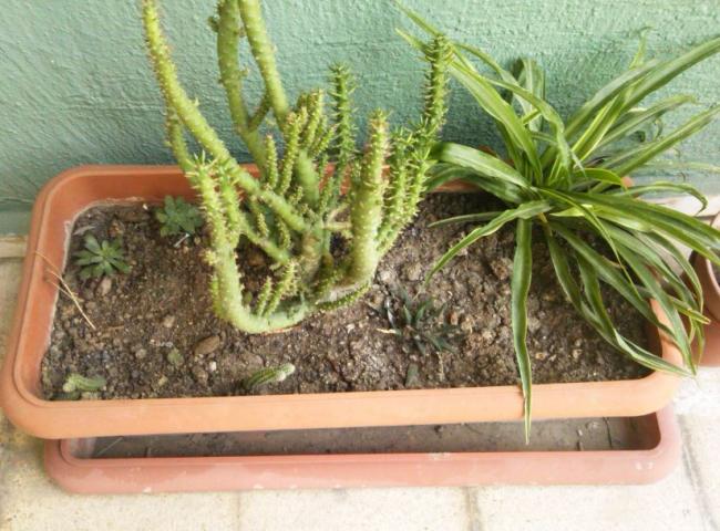 Name:  su4.jpg
Views: 330
Size:  60.9 KB