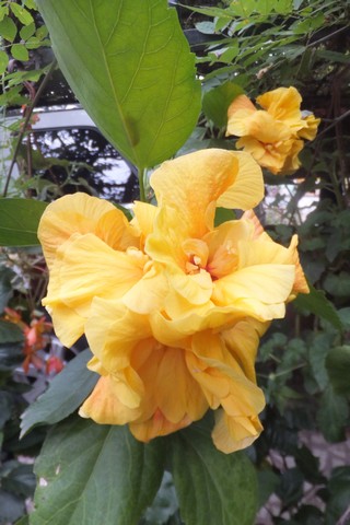 Name:  DSCF4110.jpg
Views: 299
Size:  58.4 KB