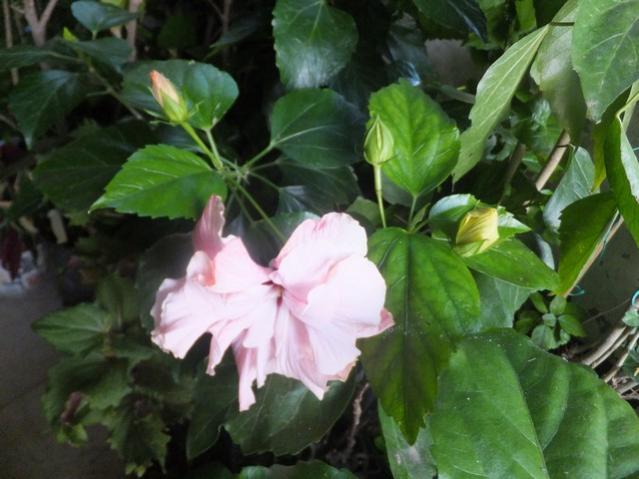 Name:  DSCF4257.jpg
Views: 289
Size:  43.1 KB
