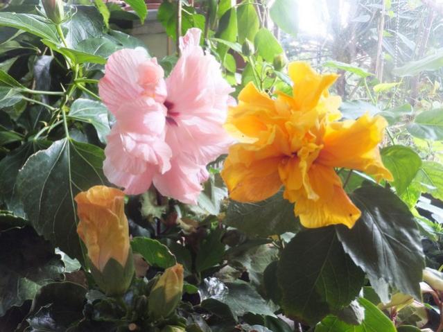 Name:  DSCF4306.jpg
Views: 280
Size:  52.9 KB