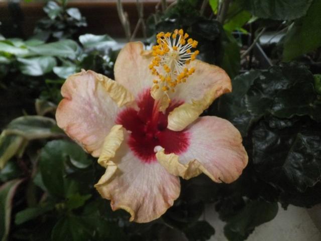 Name:  DSCF4330.jpg
Views: 286
Size:  35.2 KB