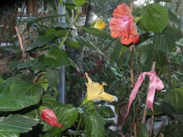 Name:  DSCF4382.jpg
Views: 290
Size:  55.0 KB