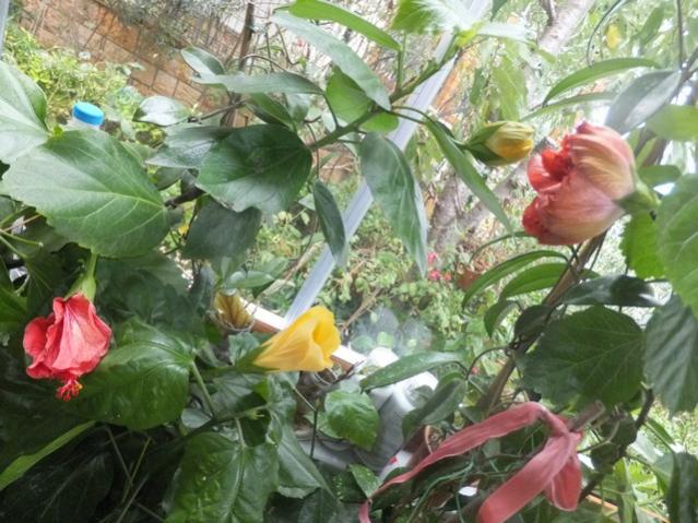 Name:  DSCF4380.jpg
Views: 291
Size:  61.3 KB